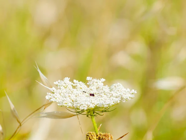 Insecto Una Flor Primavera — Foto de Stock