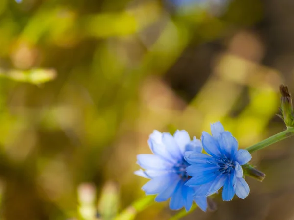 Hermosas Flores Florecientes Verano Cerca — Foto de Stock