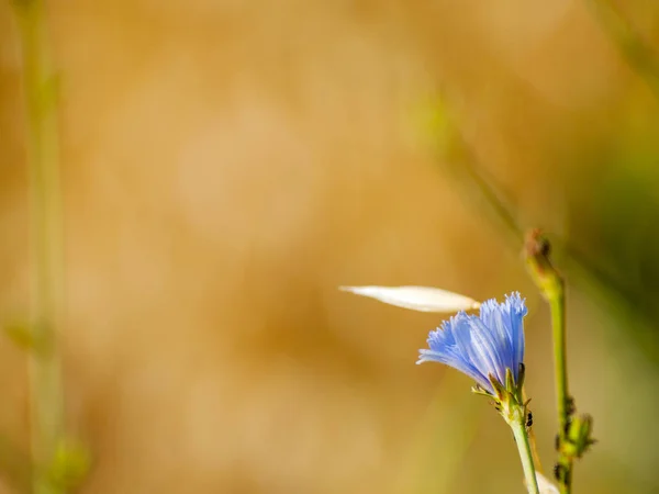 Красива Квітуча Літня Квітка Крупним Планом — стокове фото