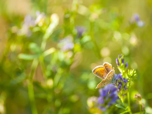 Schöne Blühende Sommerblume Und Schmetterling Aus Nächster Nähe — Stockfoto