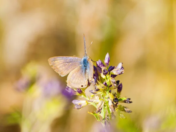 Pollinating — 스톡 사진