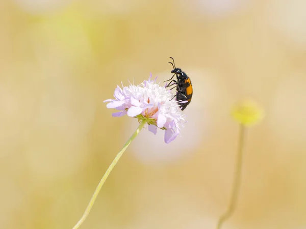 Knospe Der Wildblume — Stockfoto