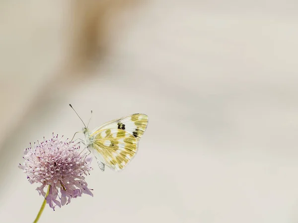 Borboleta Polinizando Uma Flor Primavera — Fotografia de Stock