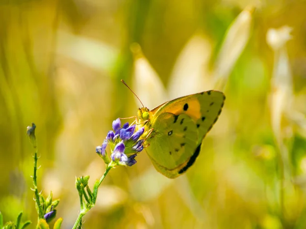 Borboleta Polinizando Uma Flor Primavera — Fotografia de Stock