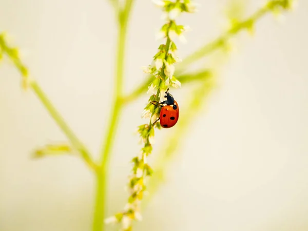 Lady Bug Una Planta Primavera —  Fotos de Stock