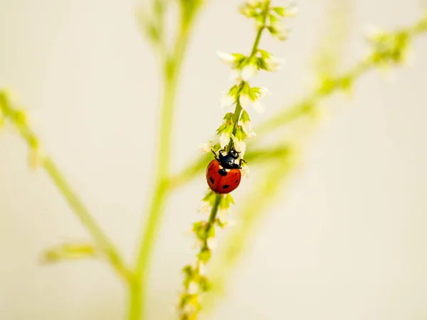 lady bug on a plant on springtime