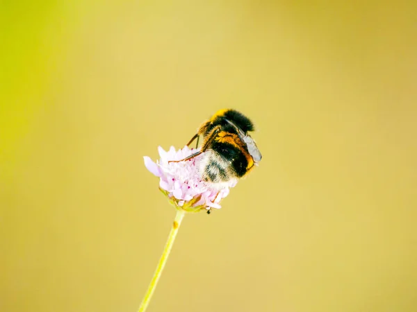 Pszczoła Pięknej Kwitnącej Rośliny Zbliżenie — Zdjęcie stockowe