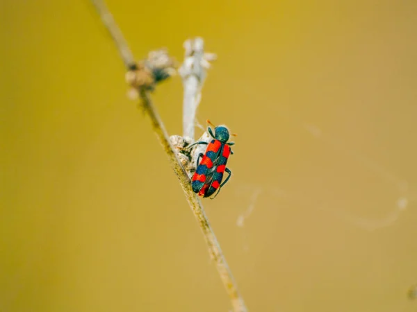 Bug Siedzi Zakładzie Bliska — Zdjęcie stockowe