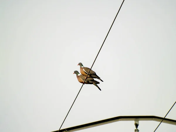 Birds Sitting Wire — Stock Photo, Image