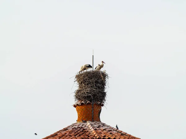 Cigognes Dans Nid Avec Fond Bleu Ciel — Photo