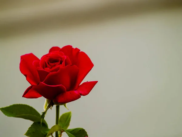 Όμορφο Κόκκινο Τριαντάφυλλο Λουλούδι Από Κοντά — Φωτογραφία Αρχείου
