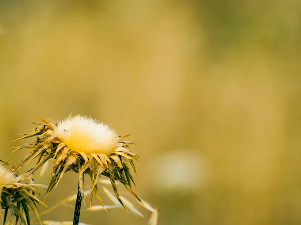 Droge Plant Veld Achtergrond — Stockfoto