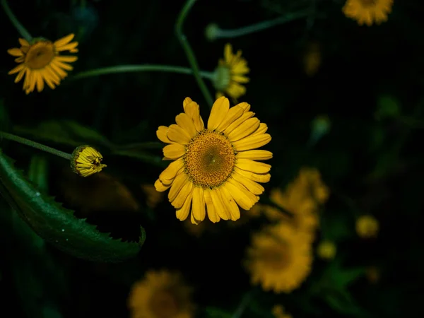 Nahaufnahme Des Wildblumenfeldes Frühling Bei Tag — Stockfoto