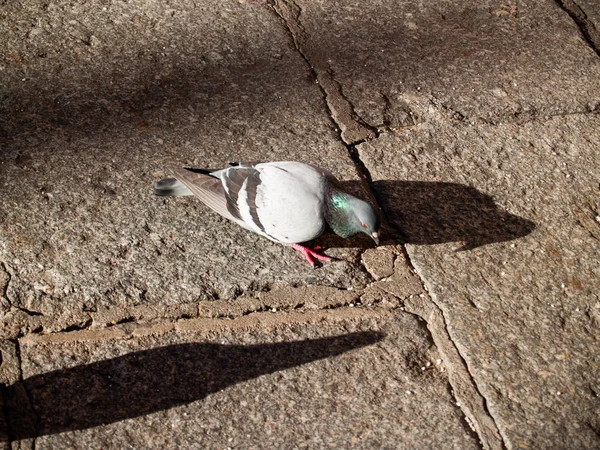 Güvercin Kuş Tüneme Yakın Çekim Vahşi Yaşam — Stok fotoğraf
