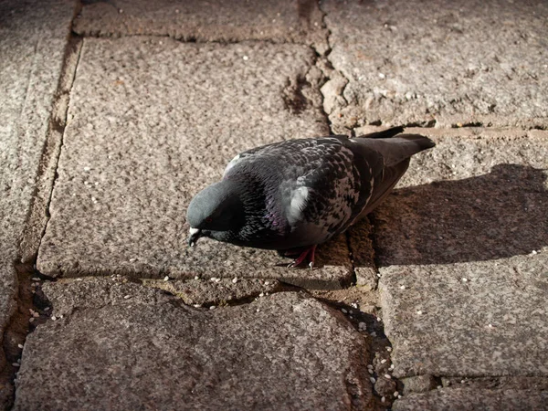 Güvercin Kuş Tüneme Yakın Çekim Vahşi Yaşam — Stok fotoğraf