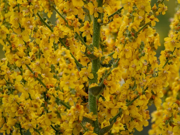 Gros Plan Champ Fleurs Sauvages Printemps Jour — Photo