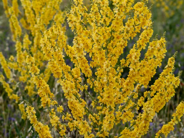 Gros Plan Champ Fleurs Sauvages Printemps Jour — Photo