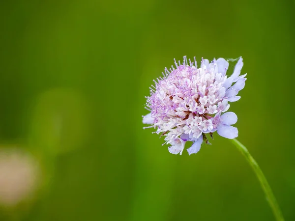 Close Wildflower Primavera Durante Dia — Fotografia de Stock