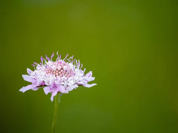 在春天的时候 野花在白天关闭 — 图库照片