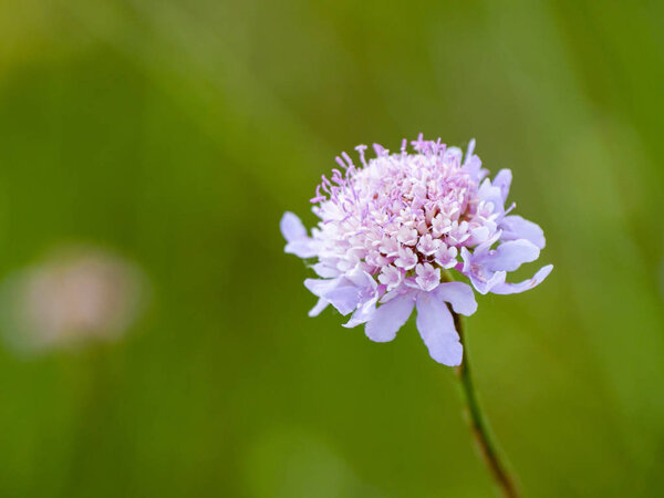 close up of Wildflower in spring at daytime
 