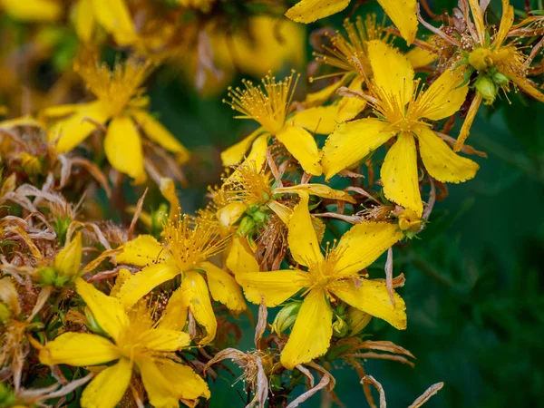 Nahaufnahme Des Wildblumenfeldes Frühling Bei Tag — Stockfoto