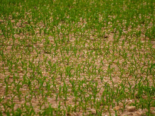 Landbouw Groen Veld Salamanca Spanje — Stockfoto