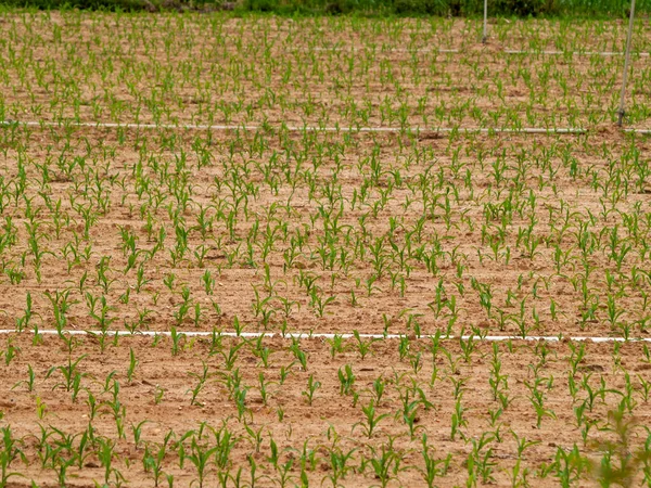 Agricultura Campo Verde Salamanca Espanha — Fotografia de Stock