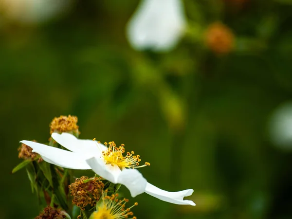Zbliżenie Kwiatów Pole Wiosną Ciągu Dnia — Zdjęcie stockowe