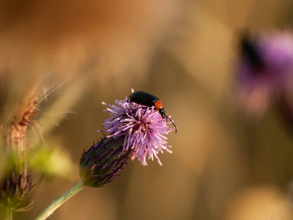 Bug Polinizando Uma Flor Primavera — Fotografia de Stock