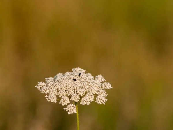 Close Wildflower Springtime Daytime — Stock Photo, Image