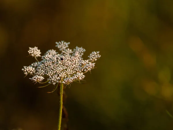 Close Van Wildflower Het Voorjaar Overdag — Stockfoto