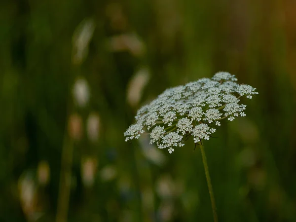 Close Wildflower Springtime Daytime — Stock Photo, Image