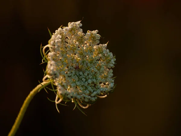 Close Wildflower Spring Daytime — стоковое фото