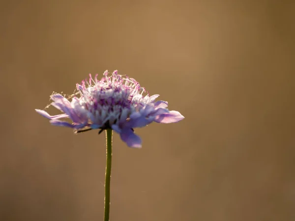 Close Wildflower Primavera Durante Dia — Fotografia de Stock