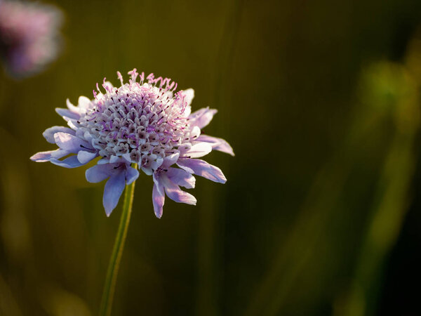 close up of Wildflower in spring at daytime
 