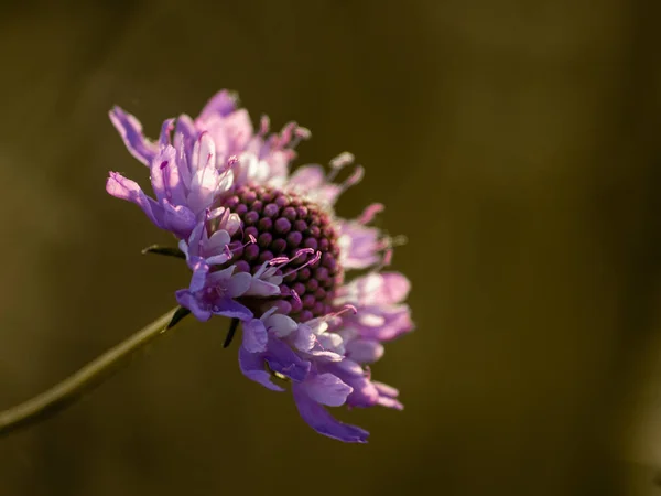 Bahar Gündüz Kır Çiçeği Yakın Çekim — Stok fotoğraf