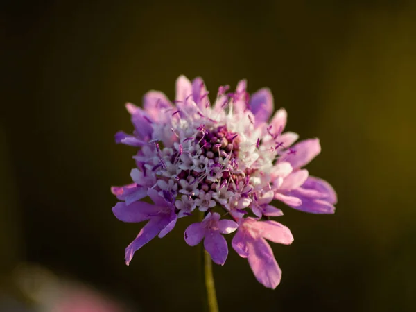 Close Wildflower Primavera Durante Dia — Fotografia de Stock