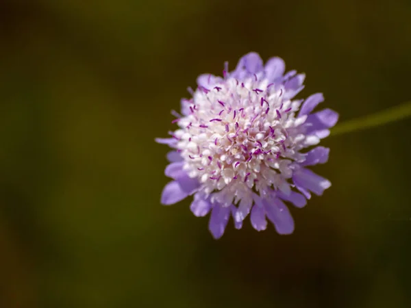 Bahar Gündüz Kır Çiçeği Yakın Çekim — Stok fotoğraf