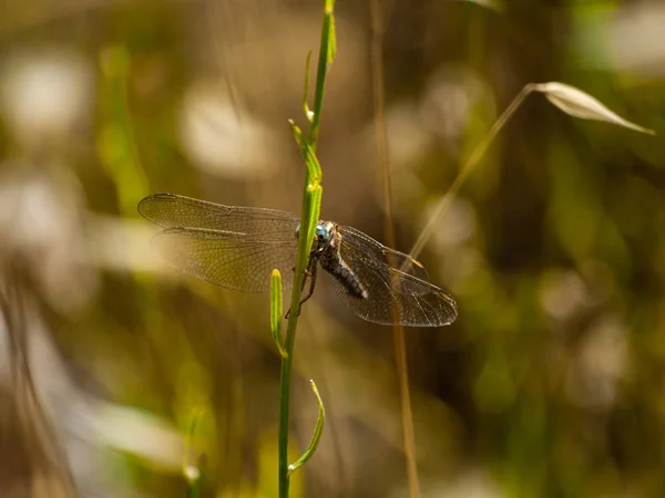 แมลงปอบนพ ชในฤด ใบไม — ภาพถ่ายสต็อก