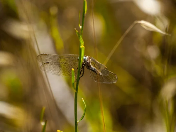 Libelle Auf Einer Pflanze Frühling Aus Nächster Nähe — Stockfoto