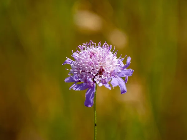 Primo Piano Fiordaliso Primavera Giorno — Foto Stock