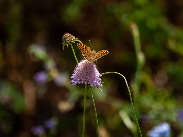 Borboleta Polinizando Uma Flor Primavera — Fotografia de Stock