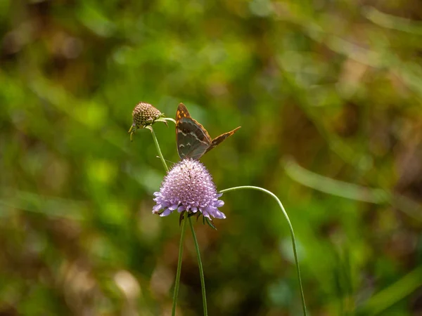 春の花を受粉蝶 — ストック写真