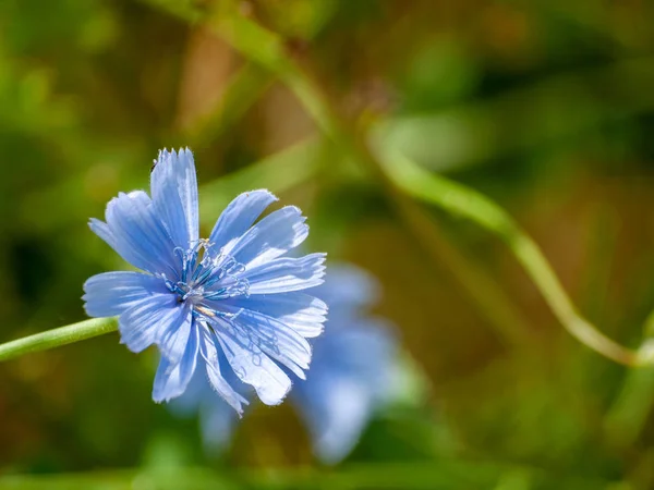 Gros Plan Fleur Sauvage Printemps Jour — Photo