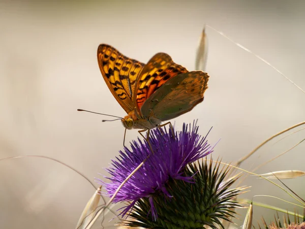 Borboleta Polinizando Uma Flor Primavera — Fotografia de Stock