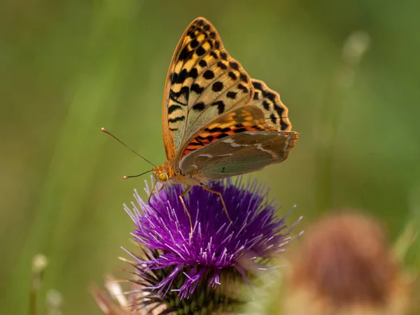 Farfalla Che Impollina Fiore Primavera — Foto Stock