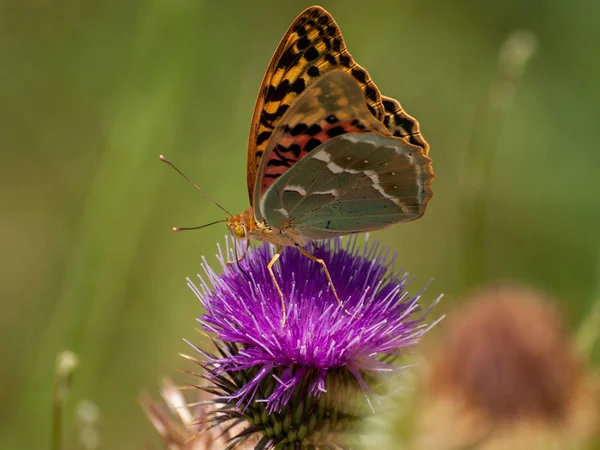 Farfalla Che Impollina Fiore Primavera — Foto Stock