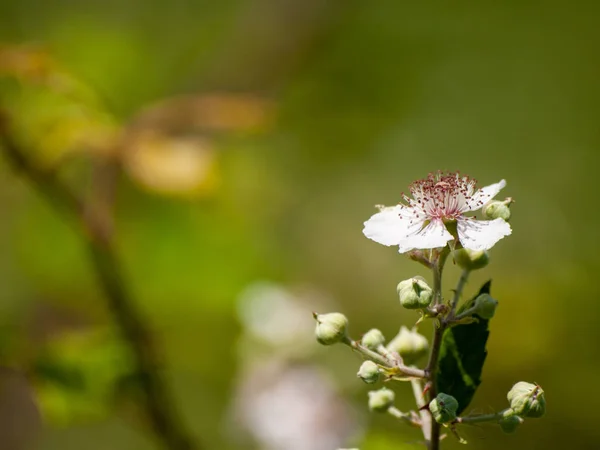 Nádherný Kvetoucí Letní Květ Zblízka — Stock fotografie