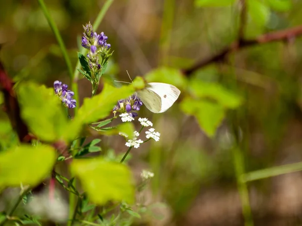 Pillangó Vadon Élő Virág — Stock Fotó