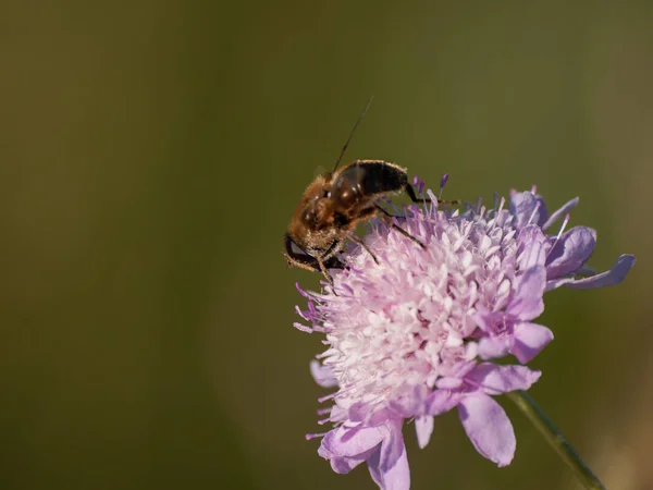 Insecte Pollinisant Une Fleur Printemps — Photo